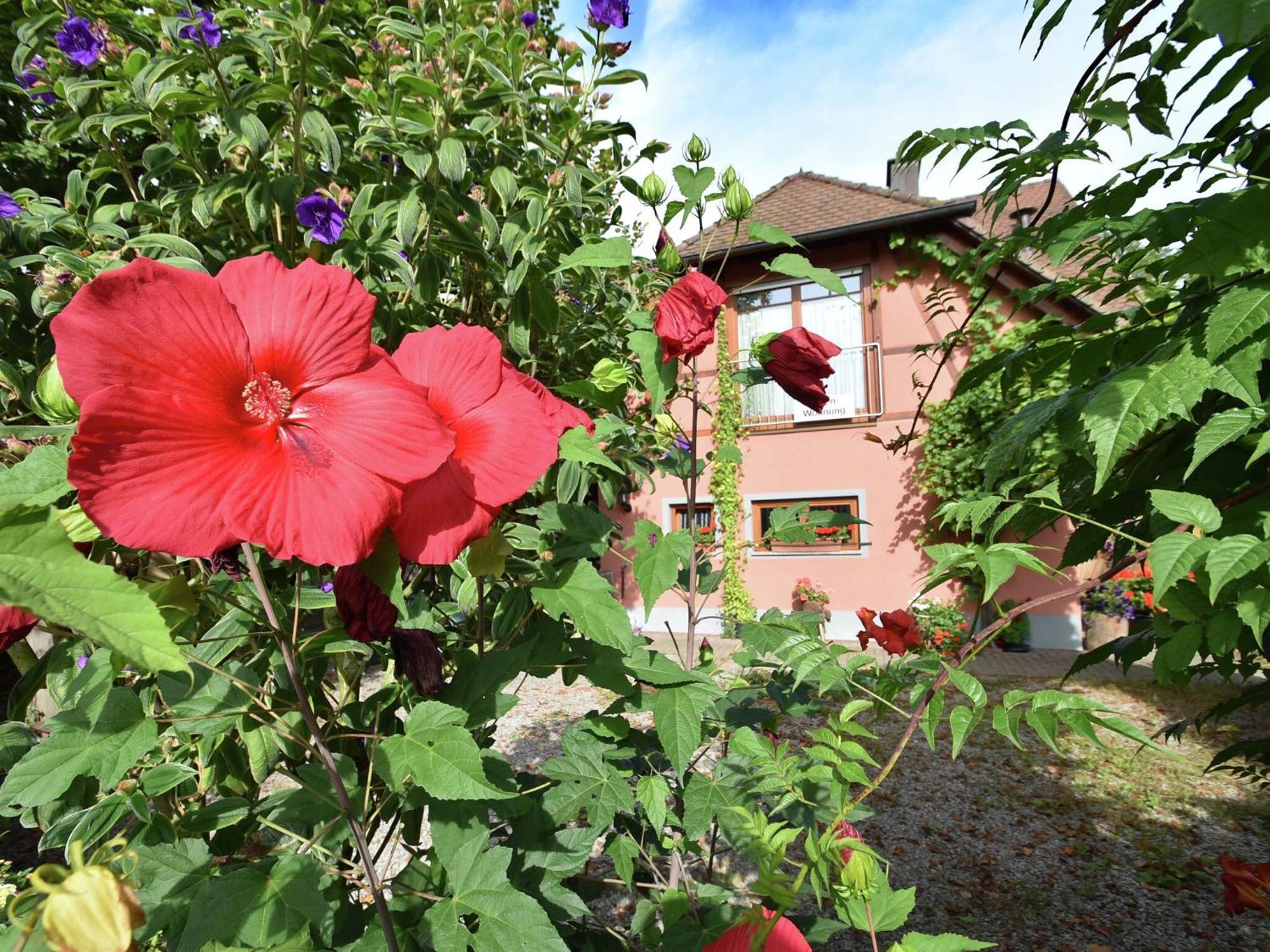 Countryside Apartment With Garden Schallstadt Kültér fotó
